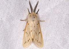 Spilosoma congrua