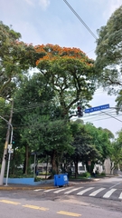 Spathodea campanulata