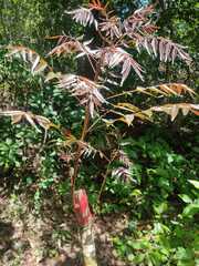 Astronium graveolens