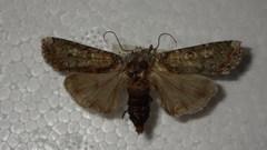 Actebia praecox