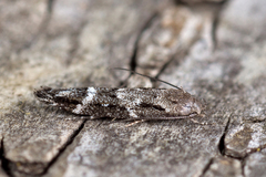 Mompha sturnipennella