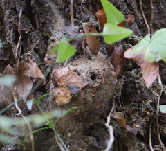 Thaumetopoea processionea