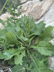 Urospermum picroides