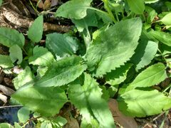 Symphyotrichum drummondii