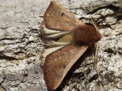 Dasycorsa modesta