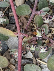 Endiodioctes