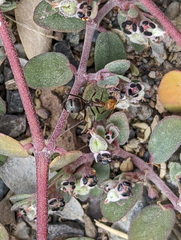 Endiodioctes