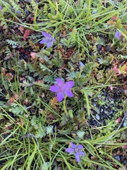 Erodium cicutarium cicutarium
