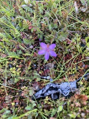 Erodium cicutarium cicutarium