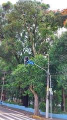 Spathodea campanulata