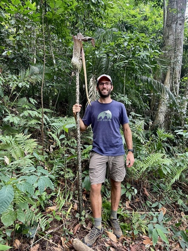 Amorphophallus stuhlmannii image