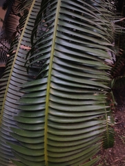 Dioon spinulosum