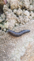 Megapallifera mutabilis