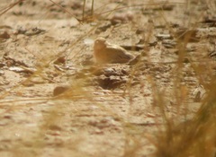 Eremopterix nigriceps