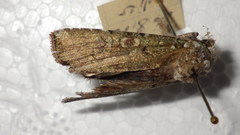 Actebia praecox