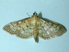 Herpetogramma thestealis