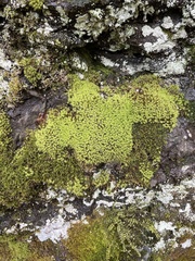 Bartramia pomiformis