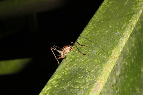 Greenhouse Camel Cricket