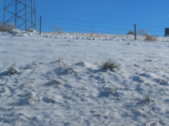 Yucca glauca