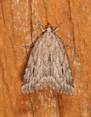 Cutina albopunctella