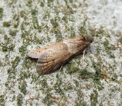 Tortricodes alternella