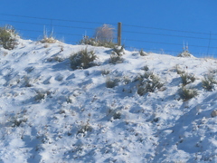 Yucca glauca