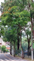 Spathodea campanulata