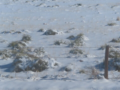 Yucca glauca