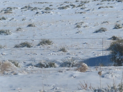Yucca glauca