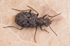 Elaphrus riparius