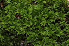 Syntrichia laevipila