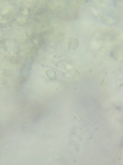 Gymnopus acervatus image