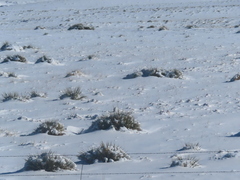 Yucca glauca