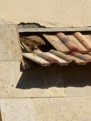 Falco tinnunculus