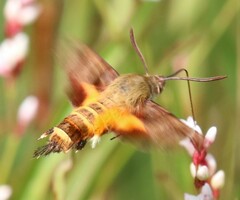 Macroglossum trochilus
