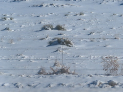 Yucca glauca