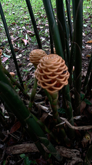 Zingiber spectabile