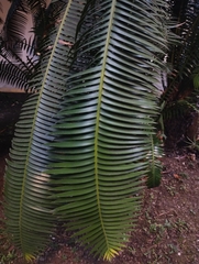 Dioon spinulosum