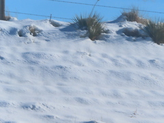 Yucca glauca