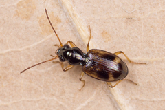 Bembidion articulatum