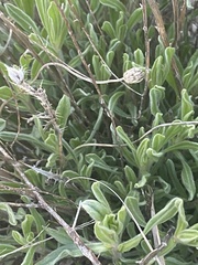 Lactuca viminea