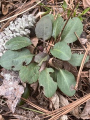 Micranthes virginiensis