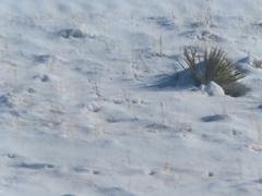 Yucca glauca