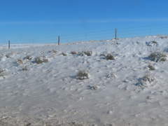 Yucca glauca