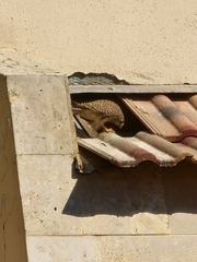 Falco tinnunculus