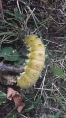 Saturnia pyri