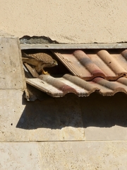 Falco tinnunculus