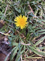 Taraxacum ceratophorum