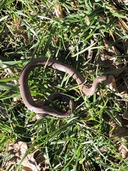 Contia tenuis