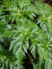 Geranium palmatum